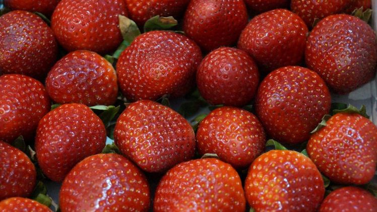 Immer weniger Erdbeeren stammen aus niedersächsischem Freiland-Anbau. Bild: GABOT.