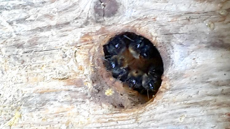 2018 könnte es zum Bestäubungsnotstand kommen. Bild: GABOT. 2018 könnte es zum Bestäubungsnotstand kommen. Bild: GABOT.