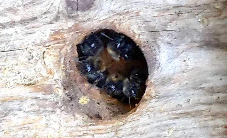 "Wilde" Insekten finden ein Zuhause. Bild: GABOT. "Wilde" Insekten finden ein Zuhause. Bild: GABOT.