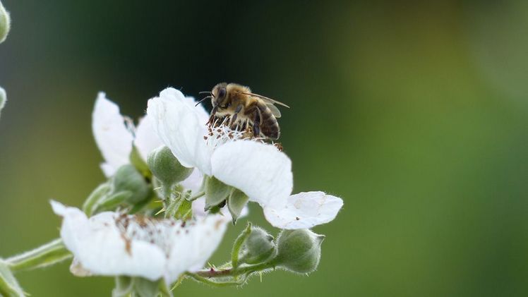 Honigbienen und andere wildlebende Bestäuberinsekten leisten durch die Bestäubung von Pflanzen einen wichtigen Beitrag für Landwirtschaft und Natur. Bild: BLE.