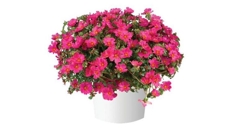 MEGA PAZZAZ™ Portulaca. Bild: Danziger.