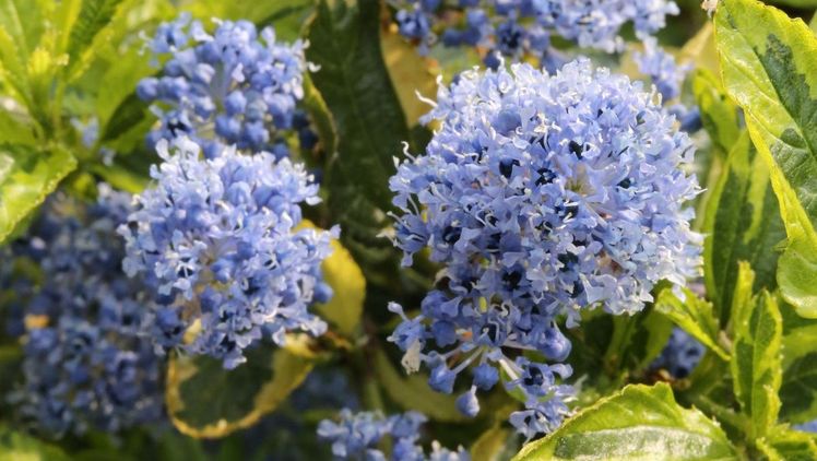 Ceanothus thyrsiflorus 'El Dorado'. Bild: Ehlers.