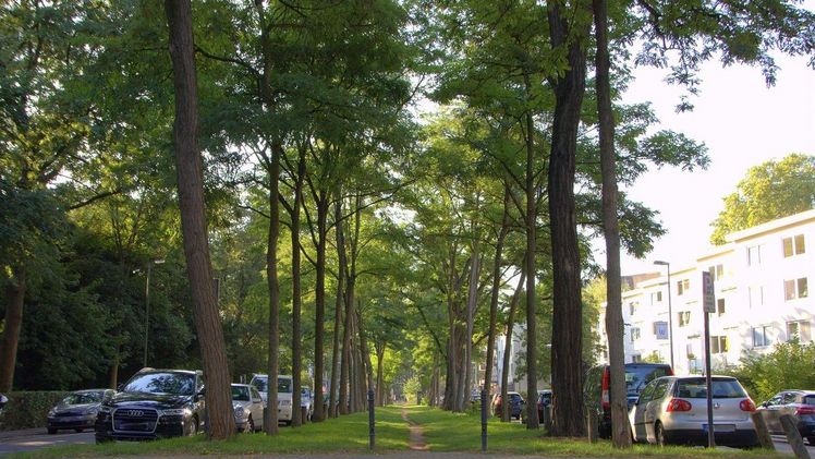 Allez Hopp: Allee mal andersherum, hier werden nicht die Autos, sondern die Fußgänger in die Mitte genommen. Von dem großzügigen Raumangebot profitieren beide Parteien. Bild: GMH/Fachverband geprüfter Baumpfleger.