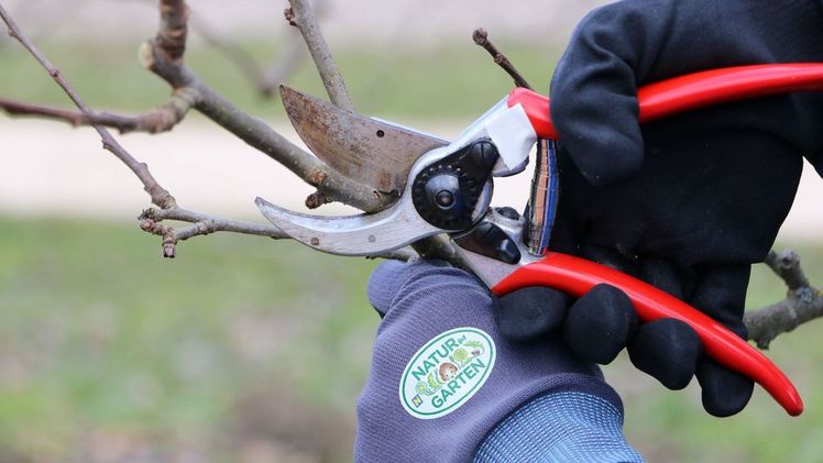Für den Winterschnitt ist ein trockener, frostfreier Tag optimal. Bild: „Natur im Garten“.