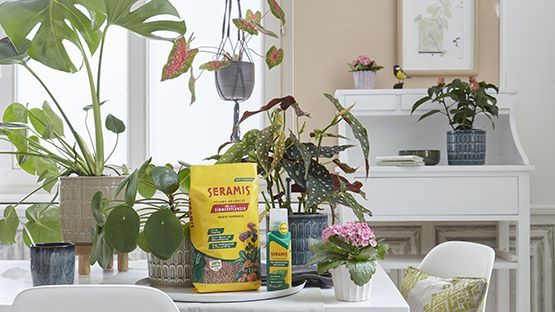 Pflanz-Granulat von Seramis. Bild: Westland.