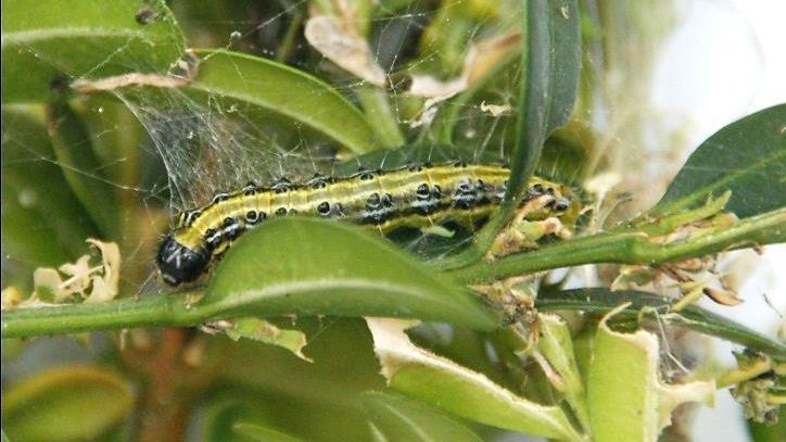 Raupe des Buchsbaumzünslers mit Gespinst. Bild: Pflanzenschutzamt Berlin.