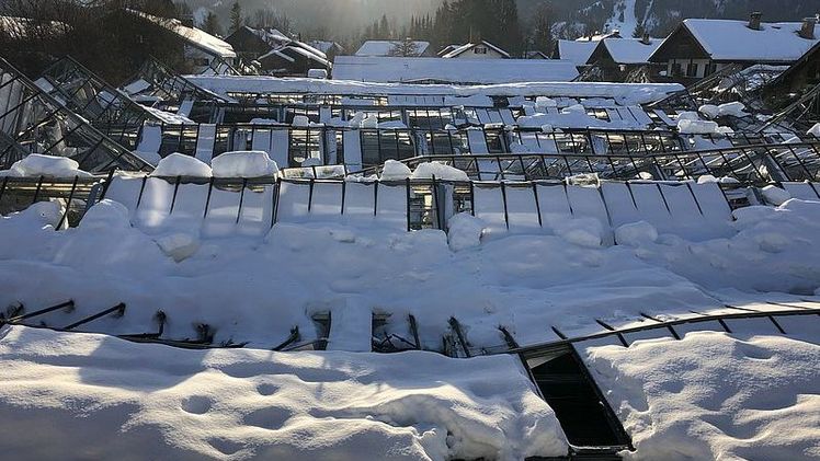 Durch die Schneemassen wurden sämtliche Gewächshäuser zu Boden gedrückt. Bild: GV.