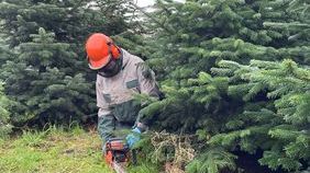 Nordmanntannen sind in Schleswig-Holstein als Weihnachtsbaum immer noch am beliebtesten. Bild: Isa-Maria Kuhn.