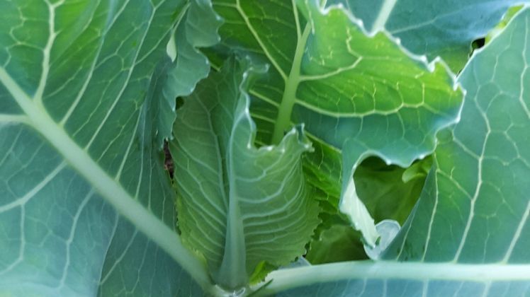 Junger Kohlrabi. Bild: GABOT.