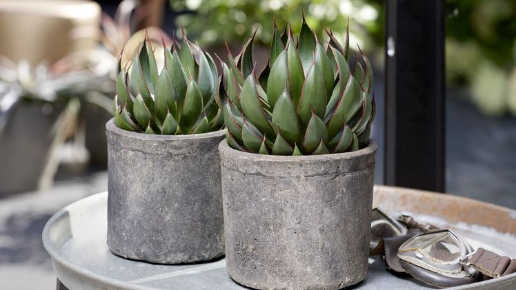 Mangave Praying Hands überrascht mit einem völlig neuen Look.Bild: Plantipp.