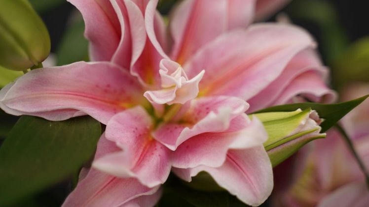 Die Roselilie 'Sara' hat große rosa Blüten mit einem dunklen Mittelnerv und Sprenkeln zum hellgrünen Herzen. Bild: Decorum.