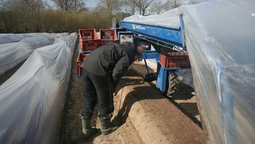 Sonderregelung beim Mindestlohn für Saisonarbeitskräfte in der Landwirtschaft rechtlich zulässig. Bild: GABOT.