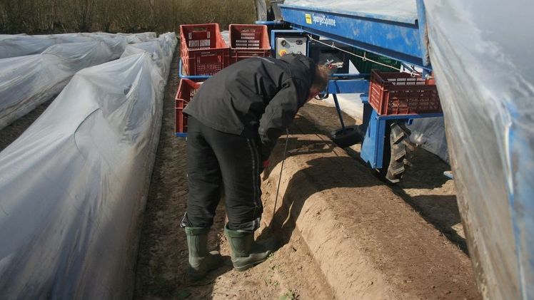 Der jetzt noch einmal verschärfte Mangel an Saisonarbeitern trifft aktuell besonders den Gemüsebau. Bild: GABOT.