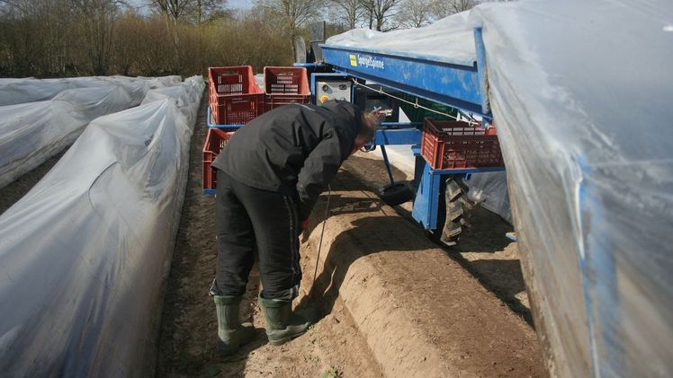 Die Verbände haben dringend darum gebeten, die Anreise der ausländischen Saisonarbeitskräfte sicherzustellen. Bild: GABOT.