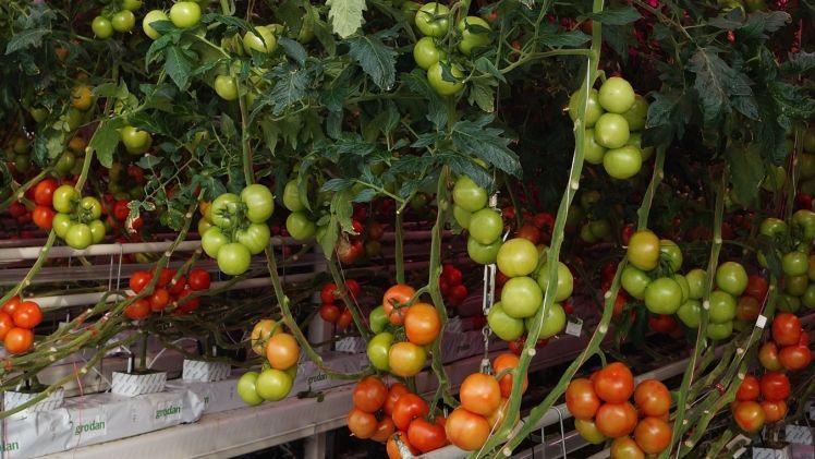 Harvest House feierte das 10-jährige Jubiläum. Bild: GABOT.