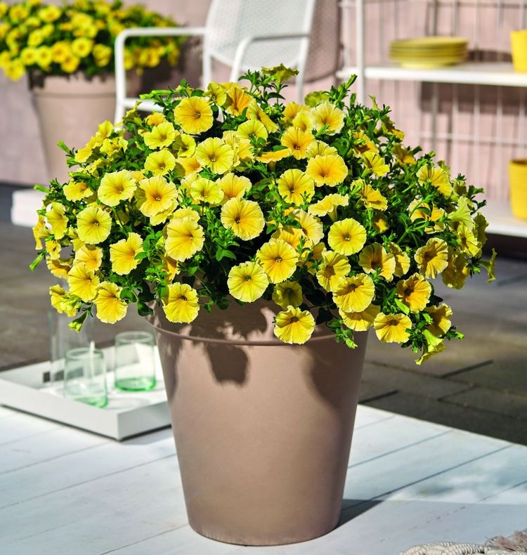 Petunia grandiflora Bee’s Knees. Bild: Florensis.