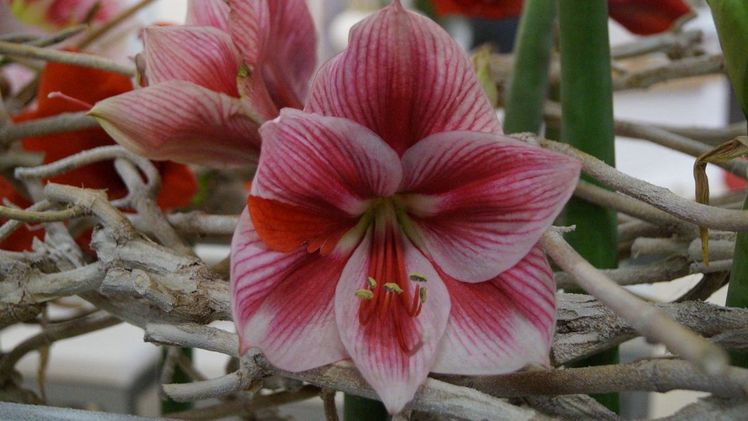 Die Amaryllis ist keine gewöhnliche Blume. Sie symbolisiert wahren Stolz und bezaubernde Schönheit. Bild: GABOT.