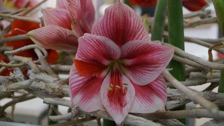 NL van Geest BV und Vreugdenhil Bulbs & Plants gehören zu den renommiertesten Amaryllis-Gärtnereien der Niederlande. Bild: GABOT.