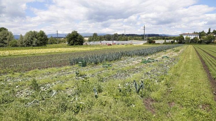 Große Mengen Lauch werden im Berner Seeland angebaut. Bild: ji, lid.ch.