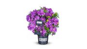 Grazeasy® Purple' von INKARHO®. Bild: Grazeasy®.