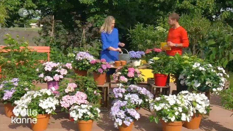 Volle Kanne, ein Servicemagazin im ZDF, berichtet über Hortensien. Bildquelle: Riplant.