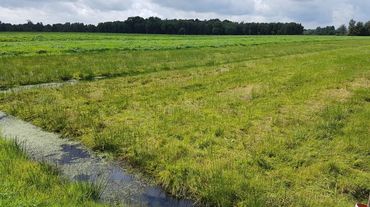 Torfmoosanbau im Hankhauser Moor. Bild: GABOT. Torfmoosanbau im Hankhauser Moor. Bild: GABOT.