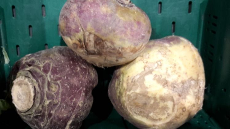 Früher war die Steckrübe deutlich verbreiteter. Bild: GABOT.