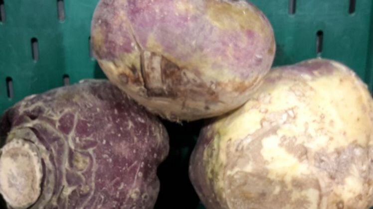 Der Verein zur Erhaltung der Nutzpflanzenvielfalt (VEN) hat die Steckrübe zum Gemüse des Jahres 2017 und 2018 gekürt. Bild: GABOT.