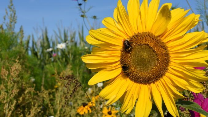 Die Beeweek soll begleitend zum internationalen Tag der Biene am 20. Mai und dem internationalen Tag der Artenvielfalt am 22. Mai (deshalb vom 18.-25. Mai) stattfinden Bild: Brunemund.