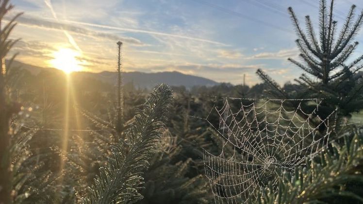Ein Spinnennetz funkelt im Sonnenlicht einer Weihnachtsbaumkultur. Bild: Martin Gutzweiler.