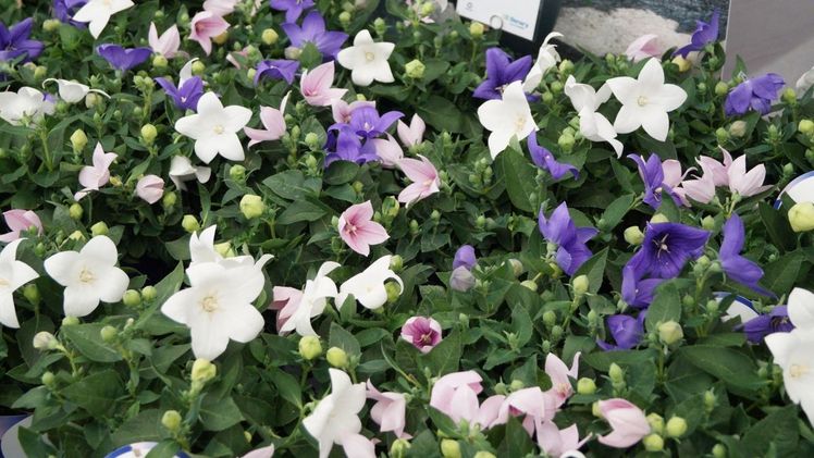 Pop Star F1 von Benary. Bild: GABOT.