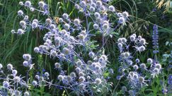 Sternenglitzer: Im Hochsommer zündet der Dreigeteilte Mannstreu (Eryngium tripartitum) an den sparrig verzweigten Trieben unzählige silberblaue Blütenfeuerwerke. Bild: GMH/Andre Stade.