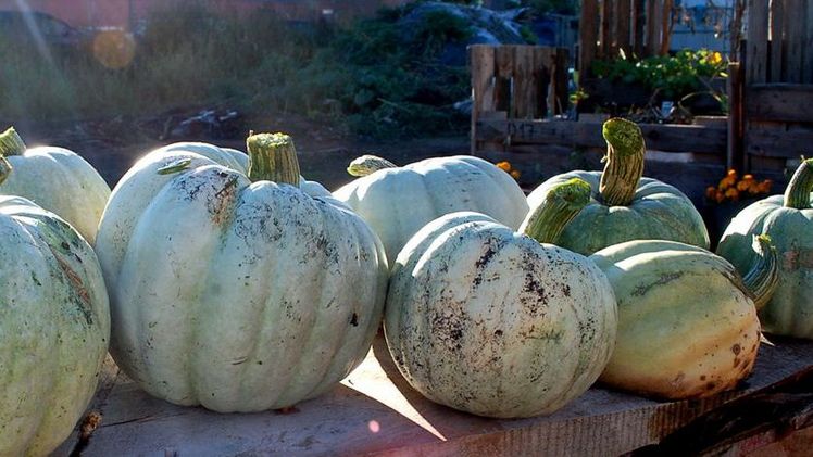 Kürbisse aus dem Gemeinschaftsgarten. Bild: NeuLand Köln.