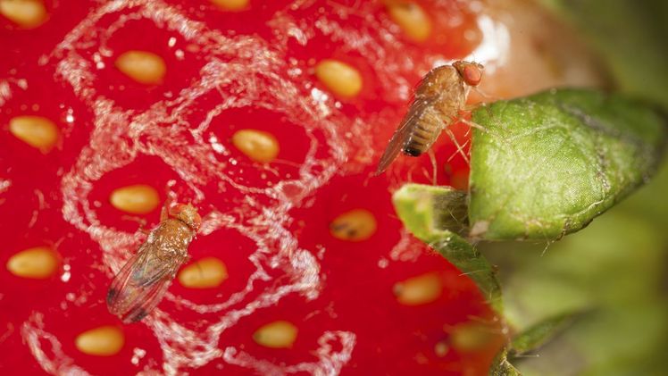Die Kirschessigfliege kann beträchtliche Schäden verursachen. Bild: Agroscope.