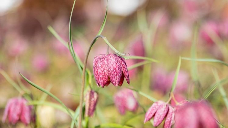 Schachbrettblume benötigt viel Feuchtigkeit. Bild: Blumen – 1000 gute Gründe.