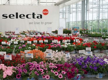 Selecta one bei den FlowerTrials 2019 in Deutschland in der Gärtnerei Filla. Bild: Selecta one.