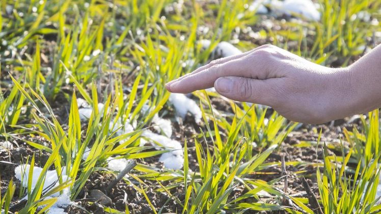 Wo ein Einsatz von chemisch-synthetischen Pflanzenschutzmitteln heute noch unumgänglich ist, entwickelt Agroscope Methoden und Strategien, um die Emissionen und Risiken zu vermindern. Bild: Agroscope.