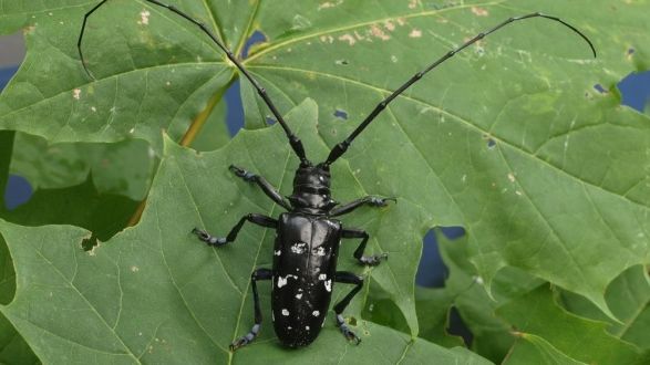 Asiatischer Laubholzbockkäfer (ALB)