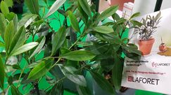 ILEX paraguariensis Garden2Cup ® – Maté von LAFORET Jeunes Plants. Bild: GABOT.