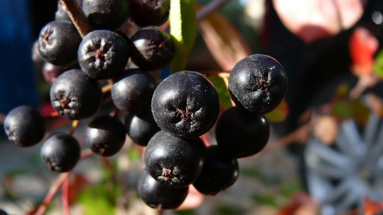 Die Anbaufläche der Aroniabeeren belief sich auf 9 Hektar und blieb gegenüber dem Jahr 2021 ebenfalls nahezu konstant. Bild:  Aroniabeere e.V.