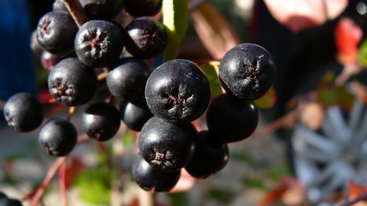 Bei den Aroniabeeren ist ein starker Anstieg der Anbaufläche gegenüber den Vorjahren zu verzeichnen. Bild: Aroniabeere e.V.