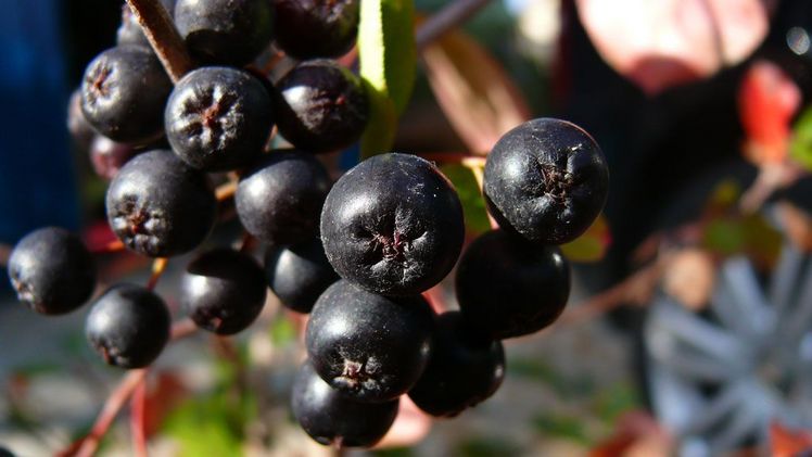 Reife Aroniabeeren. Bild: Aroniabeere e.V.
