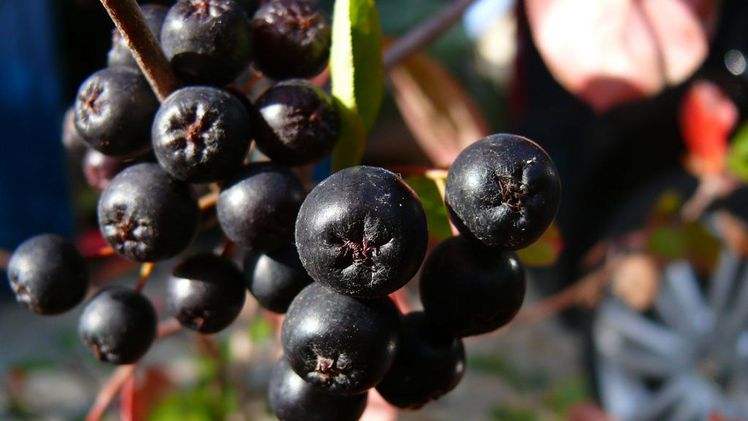 Bedeutendste Kulturart im ökologischen Strauchbeerenanbau war auch 2021 die Aroniabeere. Bild: Aroniabeere e.V.