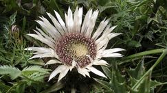 Regen in Sicht? Die Hüllblätter der Silberdistel (Carlina acaulis) schließen sich bei steigender Luftfeuchtigkeit über den dicht an dicht sitzenden Röhrenblüten. Die unter Naturschutz stehende Art gilt daher als Wetterprophetin. Bild: GMH/Markus Hirschler.