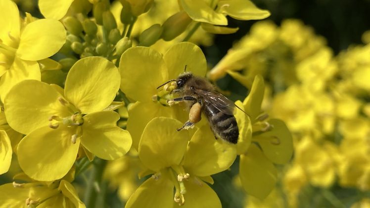Bienenvölker werden aktiv zur Bestäubung eingesetzt. Bild: Landvolk Niedersachsen.
