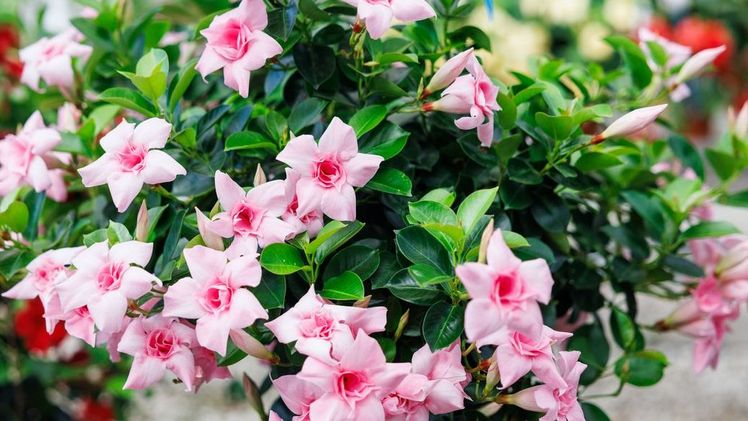 Mandevilla Sundaville® Double Blush Pink. Bild: MNP/Suntory.