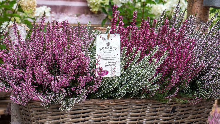 Alle Lönnebysorten sind mit einem ansprechenden Papieretikett ausgestattet. Bild: Gardengirls.