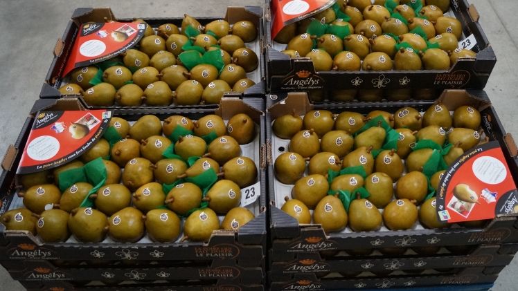 Gerade im Fruchthandel sind offene Märkte und ein funktionierender Agrarhandel von entscheidender Bedeutung", sagt der DFHV. 