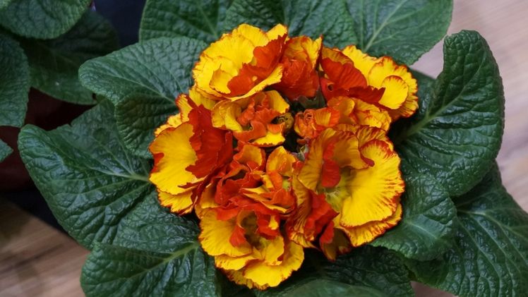 Primula 'Chinese New Year F1' ist die neuste Primelzüchtung von Rudy Raes. Bild: GABOT.