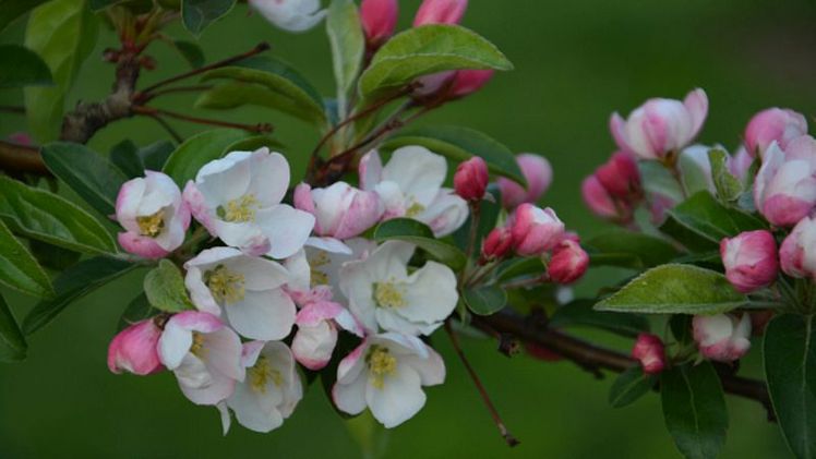 Ohne Insekten gäbe es kein Obst. Bild: Sabine Weis. Ohne Insekten gäbe es kein Obst. Bild: Sabine Weis.